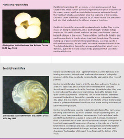 Benthic and planktic table