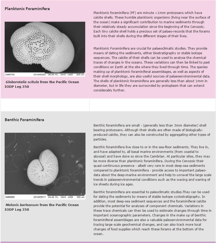 Planktonic and benthic foraminifera